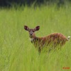 035 LEKEDI 2 Sitatunga Femelle 8EIMG_3421wtmk.jpg