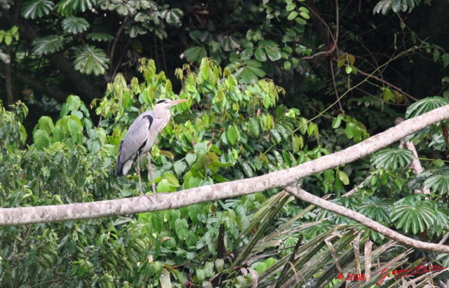 044 LEKEDI 2 Heron Ardea Melanocephala 8EIMG_3413wtmk.jpg