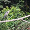 044 LEKEDI 2 Heron Ardea Melanocephala 8EIMG_3413wtmk.jpg