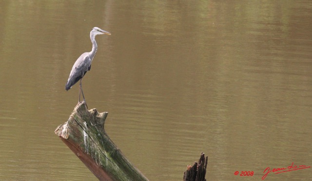 045 LEKEDI 2 Lac Heron Ardea Melanocepahala 8EIMG_3655wtmk.jpg