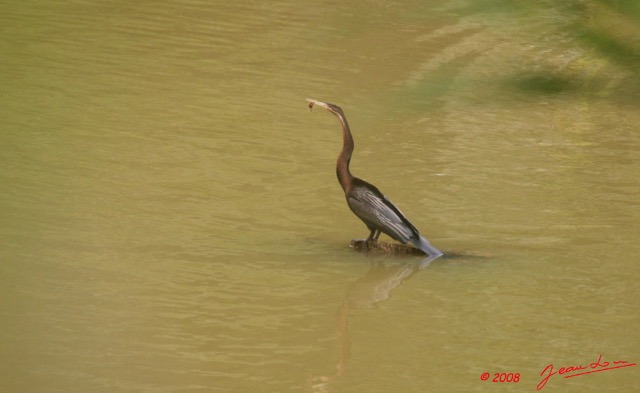 046 LEKEDI 2 Lac Heron Ardea Melanocepahala 8EIMG_3686wtmk.jpg