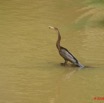 046 LEKEDI 2 Lac Heron Ardea Melanocepahala 8EIMG_3686wtmk.jpg