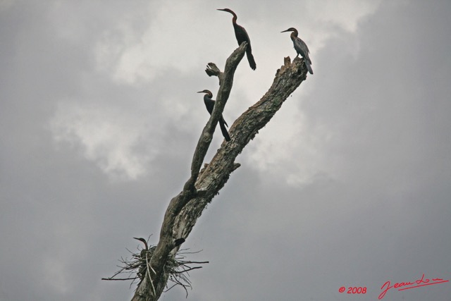 051 LEKEDI 2 Lac Nid de Cormoran 8EIMG_3792wtmk.jpg