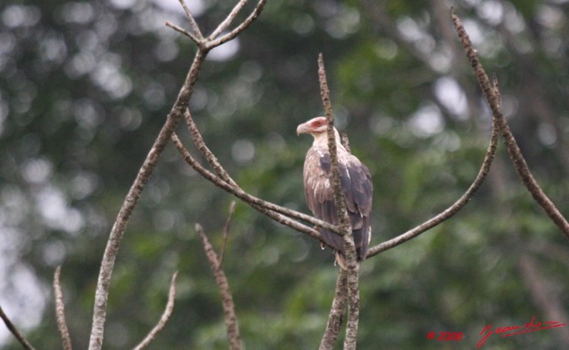 059 LEKEDI 2 Aigle Pecheur 8EIMG_3834wtmk.jpg