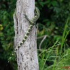 060 LEKEDI 2 Varan Varanus ornatus 8EIMG_3714wtmk.jpg