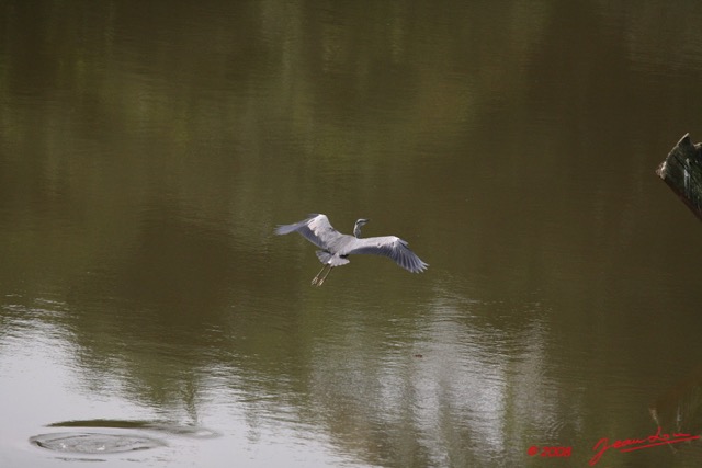 064 LEKEDI 2 Heron Ardea Melanocephala en Vol 8EIMG_3650WTMK.jpg