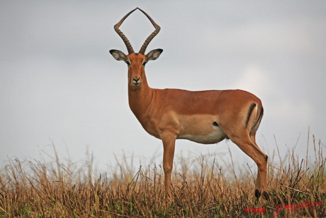 065 LEKEDI 2 Impala Male 8EIMG_3481wtmk.jpg