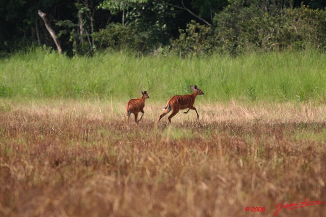 067 LEKEDI 2 Sitatunga Femelle 8EIMG_3661WTMK.jpg