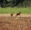 067 LEKEDI 2 Sitatunga Femelle 8EIMG_3661WTMK.jpg