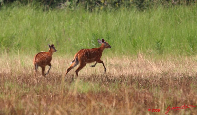 068 LEKEDI 2 Sitatunga Femelle avec Jeune 8EIMG_3661wtmk.jpg