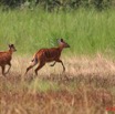 068 LEKEDI 2 Sitatunga Femelle avec Jeune 8EIMG_3661wtmk.jpg