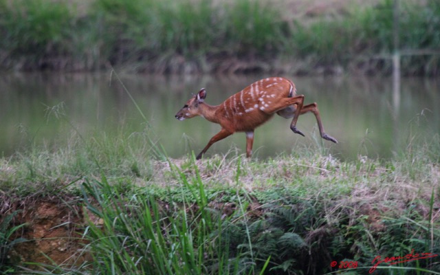 069 LEKEDI 2 Sitatunga Femelle Sautant 8EIMG_3823wtmk.jpg