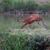 069 LEKEDI 2 Sitatunga Femelle Sautant 8EIMG_3823wtmk.jpg