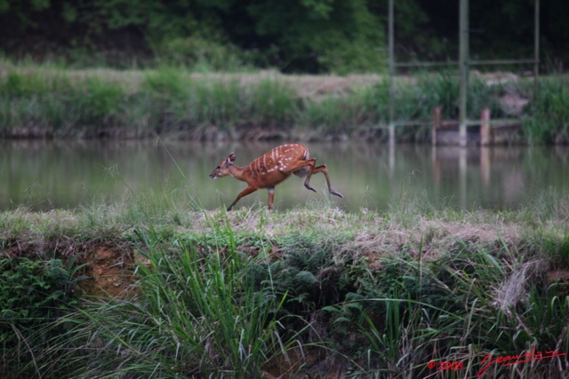 070 LEKEDI 2 Sitatunga Sautant 8EIMG_3823WTMK.jpg