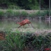 070 LEKEDI 2 Sitatunga Sautant 8EIMG_3823WTMK.jpg