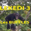 006 Titre Photos Lekedi 3 les Buffles.jpg