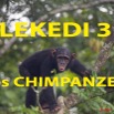 014 Titre Photos Lekedi 3 les Chimpanzes.jpg