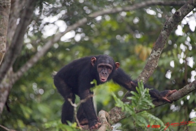 015 LEKEDI 3 Chimpanze 9E5K2IMG_54874wtmk.jpg