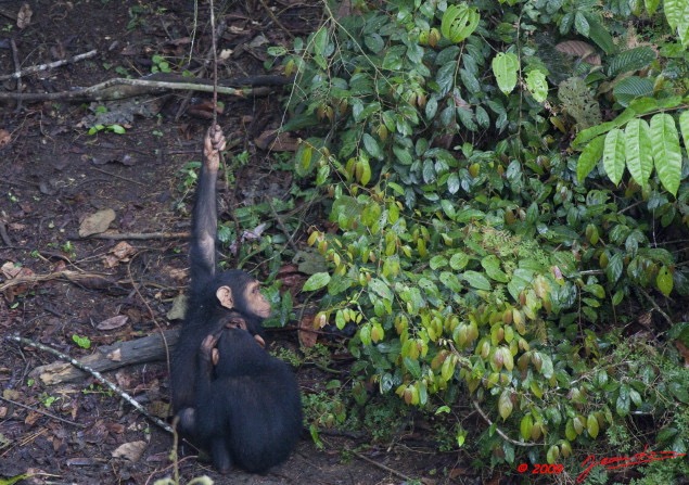 017 LEKEDI 3 Chimpanze 9E5K2IMG_54912wtmk.jpg