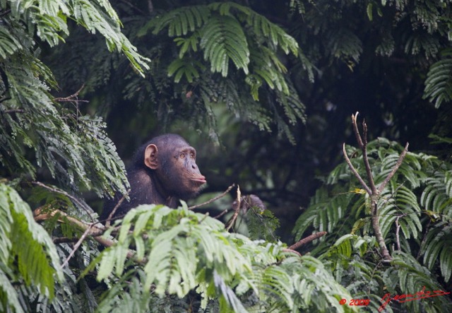 020 LEKEDI 3 Chimpanze 9E5K2IMG_54947wtmk.jpg