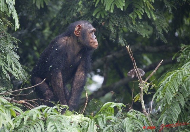 021 LEKEDI 3 Chimpanze 9E5K2IMG_54954wtmk.jpg