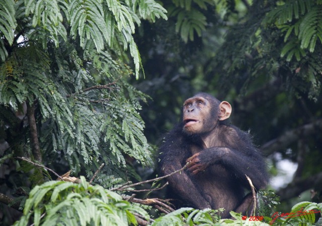 022 LEKEDI 3 Chimpanze 9E5K2IMG_54956wtmk.jpg