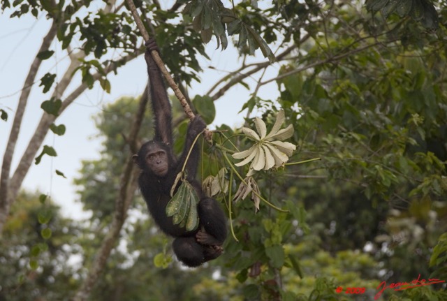 027 LEKEDI 3 Chimpanze 9E5K2IMG_55071wtmk.jpg