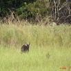 037 LEKEDI 3 Sitatunga Male 9E5K2IMG_54699wtmk.jpg