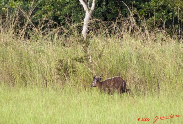 038 LEKEDI 3 Sitatunga Male 9E5K2IMG_54704wtmk.jpg