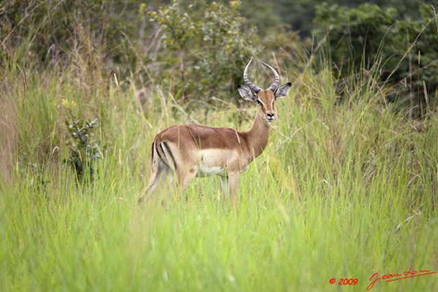 042 LEKEDI 3 Impala 9E5K2IMG_55104wtmk.jpg