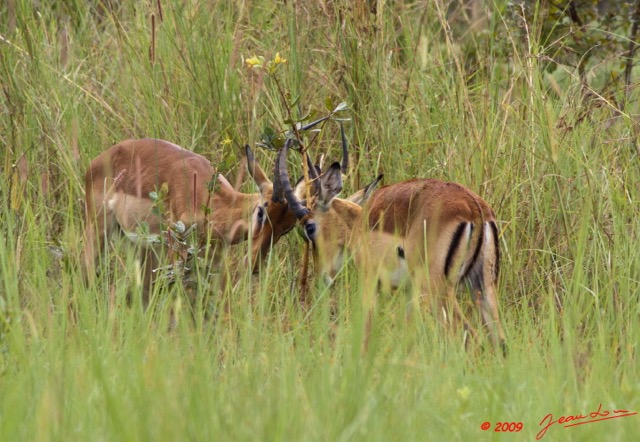 043 LEKEDI 3 Impalas en Combat 9E5K2IMG_55110wtmk.jpg