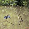 045 LEKEDI 3 Oiseau ANHINGA Rufa 9E5K2IMG_55096wtmk.jpg