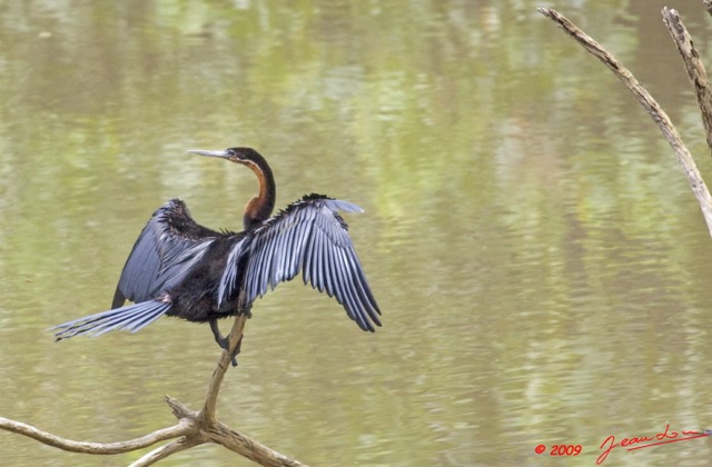 046 LEKEDI 3 Oiseau ANHINGA Rufa 9E5K2IMG_55100wtmk.jpg