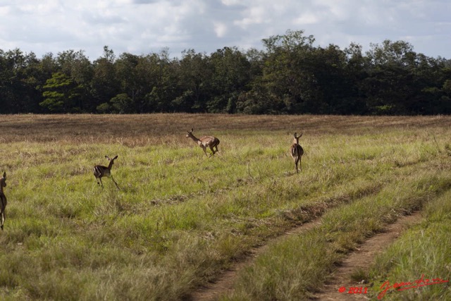 005 LEKEDI 5 Impalas Aepyceros melampus f 11E5K2IMG_67149wtmk.jpg