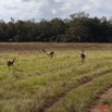 005 LEKEDI 5 Impalas Aepyceros melampus f 11E5K2IMG_67149wtmk.jpg