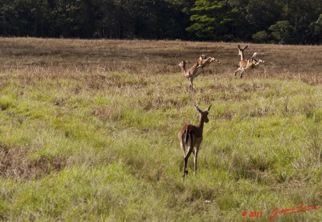 006 LEKEDI 5 Impalas Aepyceros melampus f 11E5K2IMG_67150wtmk.jpg