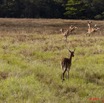 006 LEKEDI 5 Impalas Aepyceros melampus f 11E5K2IMG_67150wtmk.jpg