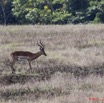 007 LEKEDI 5 Impalas Aepyceros melampus f 11E5K2IMG_67154wtmk.jpg