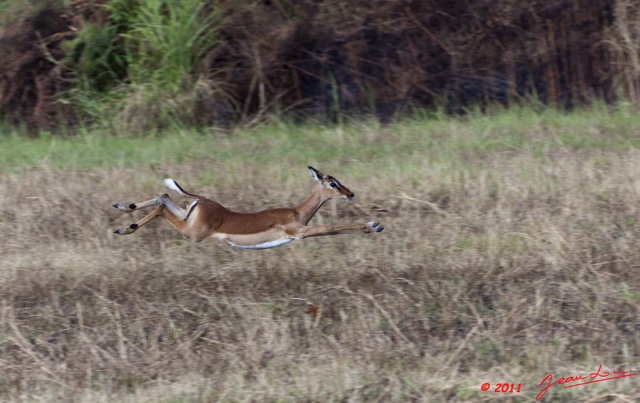 009 LEKEDI 5 Impalas Aepyceros melampus f 11E5K2IMG_67174wtmk.jpg