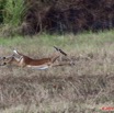 009 LEKEDI 5 Impalas Aepyceros melampus f 11E5K2IMG_67174wtmk.jpg