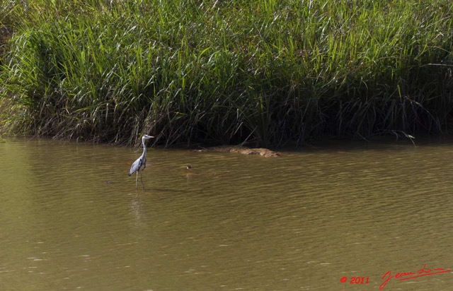 010 LEKEDI 5 Oiseau Heron Cendre Ardea cinerea 11E5K2IMG_67176wtmk.jpg