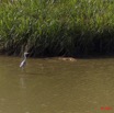 010 LEKEDI 5 Oiseau Heron Cendre Ardea cinerea 11E5K2IMG_67176wtmk.jpg