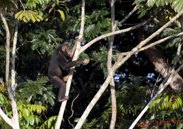 032 LEKEDI 5 Chimpanze Pan troglodytes 11E5K2IMG_67295wtmk.jpg