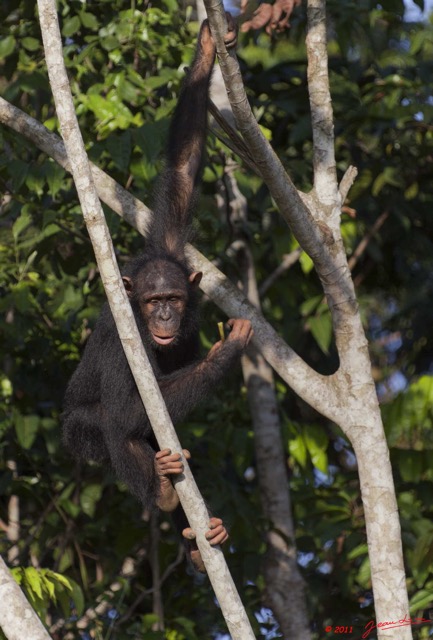 033 LEKEDI 5 Chimpanze Pan troglodytes 11E5K2IMG_67304wtmk.jpg