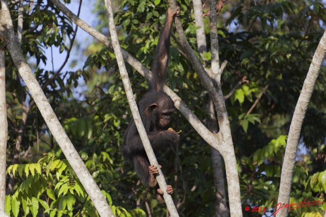 034 LEKEDI 5 Chimpanze Pan troglodytes 11E5K2IMG_67306wtmk.jpg