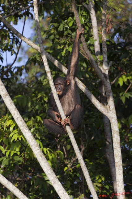 035 LEKEDI 5 Chimpanze Pan troglodytes 11E5K2IMG_67308wtmk.jpg