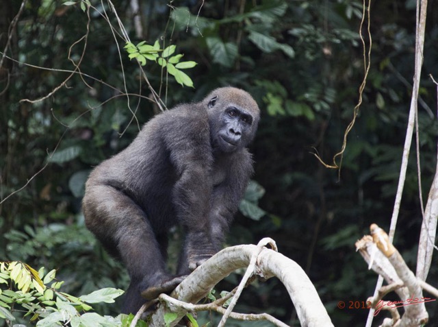 065 LEKEDI 7 Gorille Gorilla gorilla Jeune Male 12E5K3IMG_90396wtmk.jpg