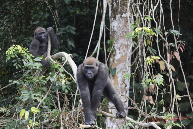 068 LEKEDI 7 Gorille Gorilla gorilla Jeune Male 12E5K3IMG_90403wtmk.jpg