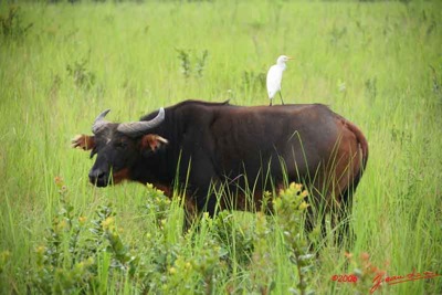 LEKEDI-Vieux-Buffle-IMG_2366WTMK-web