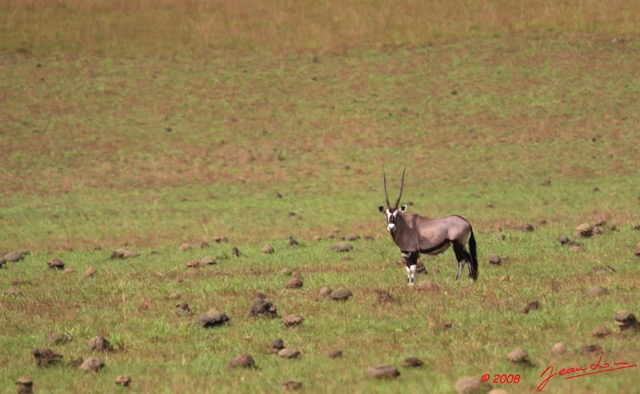 007 Plateaux Batekes 3 Oryx 8EIMG_16890WTMK.jpg